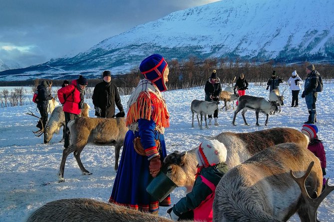 Reindeer feeding & Saami Culture - The lavvu warm-up: where the cold becomes manageable