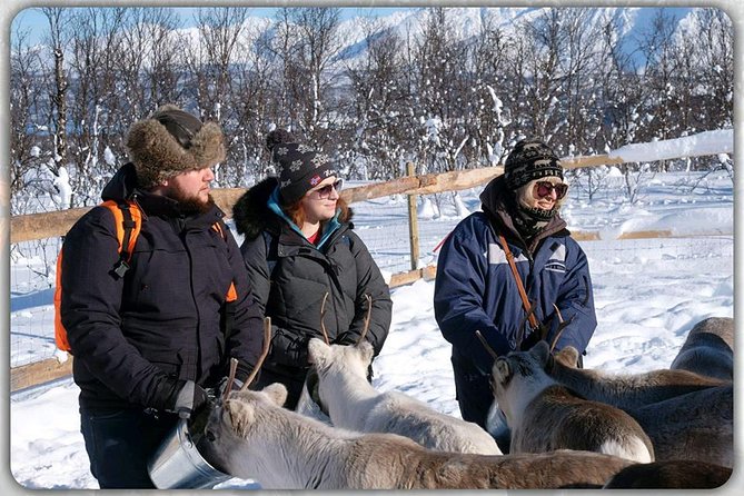 Reindeer feeding & Saami Culture - Sámi culture talk: survival lessons and day-to-day stories