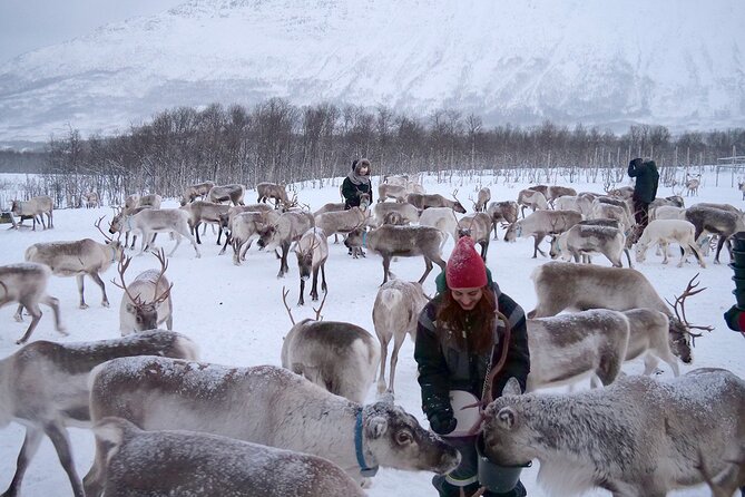 Reindeer feeding & Saami Culture - Timing, group size, and how to avoid the small annoyances