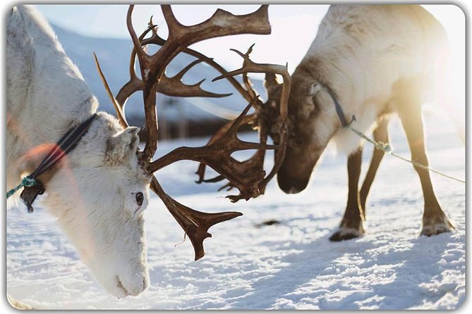 Reindeer feeding & Saami Culture - Who this reindeer and Sámi culture stop is for