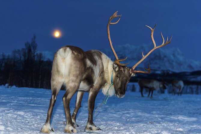 Reindeer feeding & Saami Culture with chance for Northern Lights - Lavvu Warmth, Hot Drinks, and Biddos, Plus Vegan Options