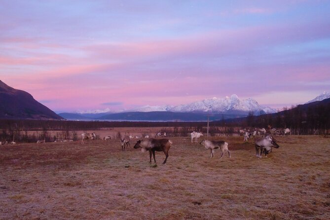Reindeer feeding & Saami Culture with chance for Northern Lights - Sámi Stories and Arctic Survival Tips From the Guides