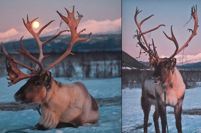 Reindeer feeding & Saami Culture with chance for Northern Lights - Walking Among Hundreds of Reindeer: What the Feeding Feels Like
