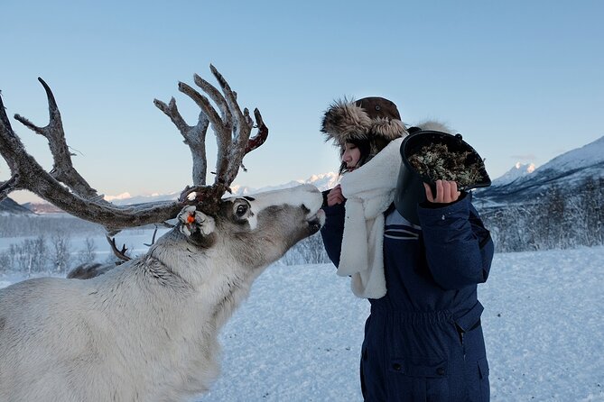 Reindeer feeding & Saami Culture - Reindeer feeding: what to expect when you step into the pen