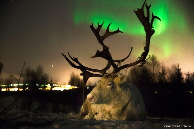 Reindeer Sledding and Feeding with Chance of Northern Lights Tromso - Key Things I’d Put on Your Radar