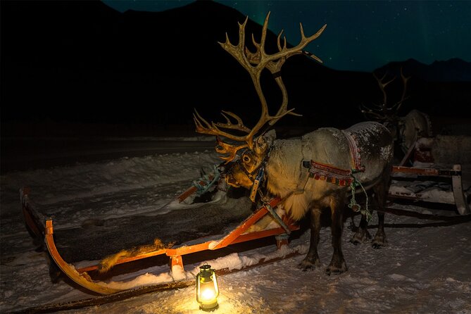 Reindeer Sledding and Feeding with Chance of Northern Lights Tromso - A Sami-Led Tromsø Lapland Night: Reindeer, Stew, Aurora Odds