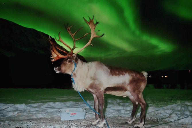 Reindeer Sledding and Feeding with Chance of Northern Lights Tromso - The Lavvu Warm-Up: Sami Stew, Hot Drinks, and Artifacts