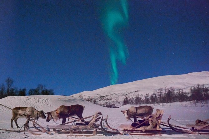 Reindeer Sledding and Feeding with Chance of Northern Lights Tromso - Transfers, Meeting Point, and Getting to the Camp