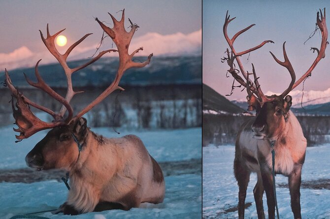 Reindeer Sledding and Feeding with Chance of Northern Lights Tromso - Toilets, Crowds, and Other Details You Should Not Ignore