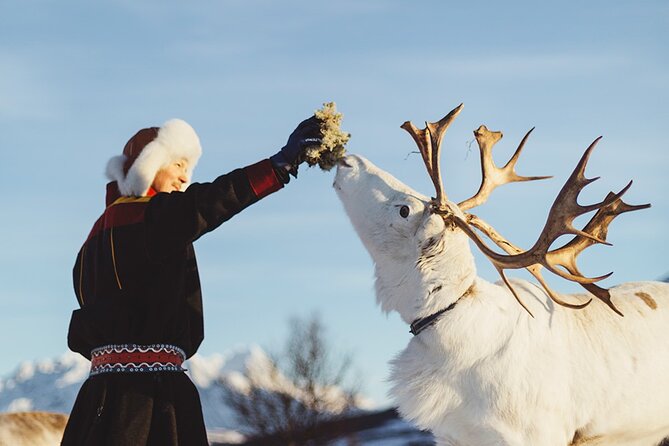 Reindeer Sledding and Feeding with Sami Culture in Tromso. - Price and value at $237: what you’re really paying for