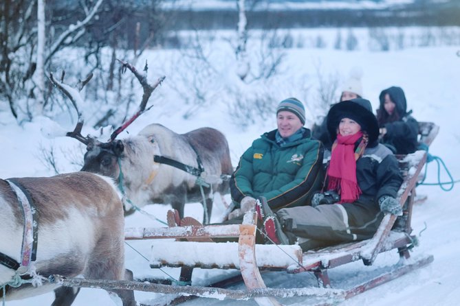 Reindeer Sledding and Feeding with Sami Culture in Tromso. - Inside the camp: feeding reindeer with real instructions