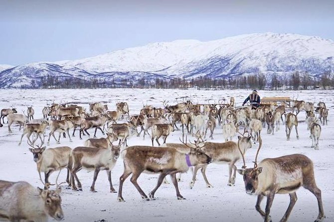 Reindeer Sledding Experience and Sami Culture Tour from Tromso - Sami Stories, Joik, and What the Campfire Teaches
