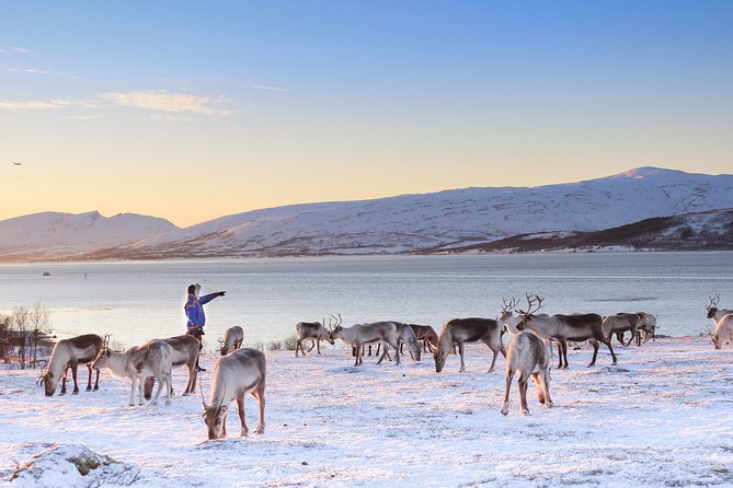 Reindeer Sledding Experience and Sami Culture Tour from Tromso - Price and Value: What You Get for $225.64