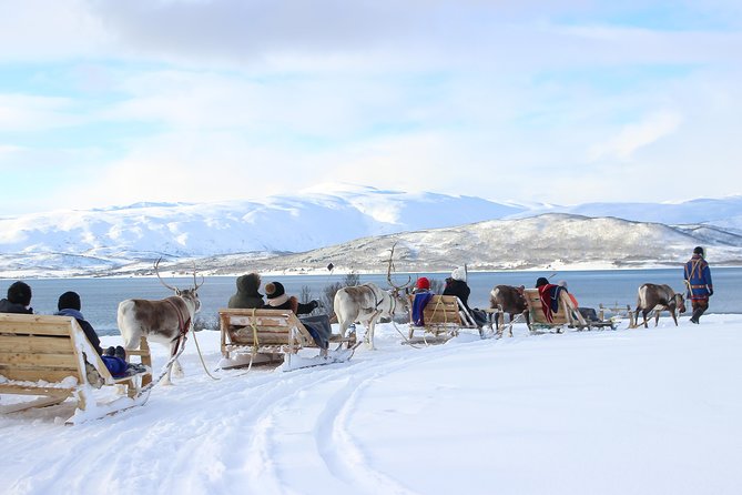 Reindeer Sledding Experience and Sami Culture Tour from Tromso - Timing, Crowd Levels, and Staying Comfortable in the Cold