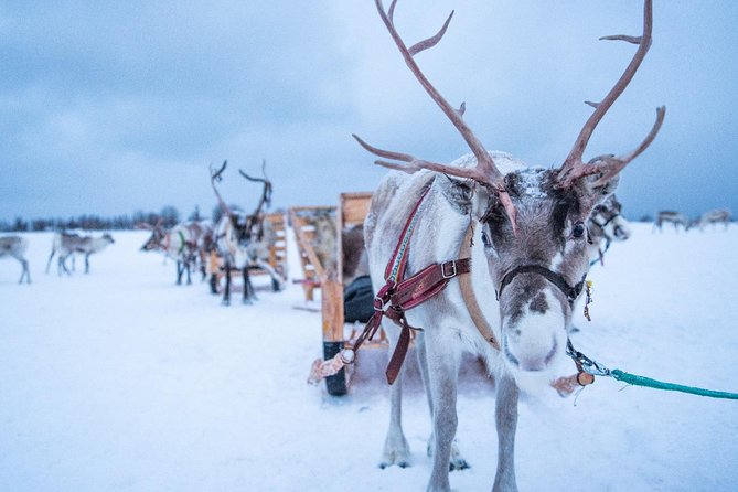 Reindeer Sledding Experience and Sami Culture Tour from Tromso - Who Should Book This Tour, and Who Might Pass