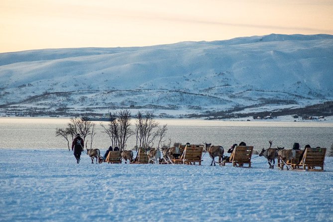 Reindeer Sledding Experience and Sami Culture Tour from Tromso - Feeding 300 Wild Reindeer: Up-Close Fun with Antler Awareness