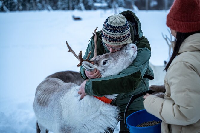 Reindeer Sledding, Feeding And Sami Culture At Reindeer Farm - Why this Tromsø reindeer farm day feels different