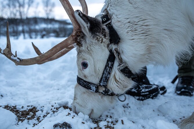 Reindeer Sledding, Feeding And Sami Culture At Reindeer Farm - Feeding reindeer with the herder: the part you’ll remember