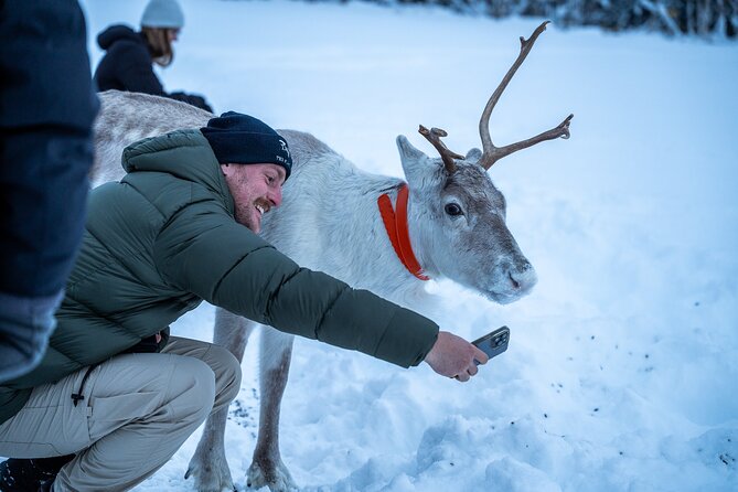 Reindeer Sledding, Feeding And Sami Culture At Reindeer Farm - Reindeer sledding: what to expect and how to plan