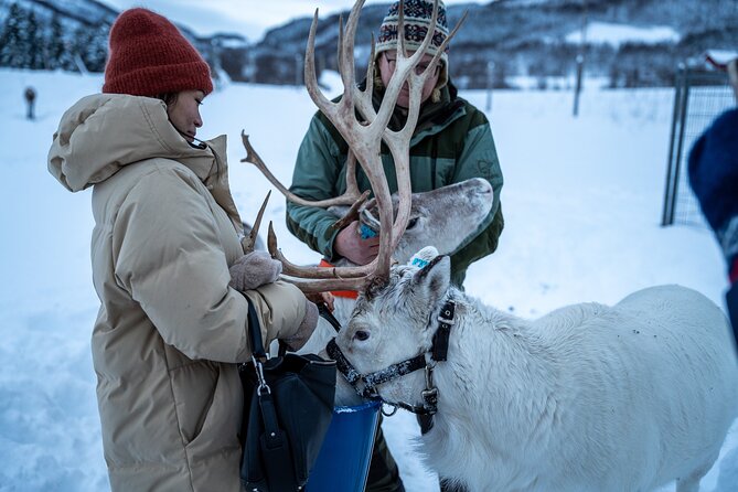 Reindeer Sledding, Feeding And Sami Culture At Reindeer Farm - Warm meal by the bonfire: comfort that keeps the day humane