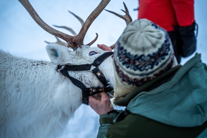 Reindeer Sledding, Feeding And Sami Culture At Reindeer Farm - Transportation basics and what to pack (no drama, just smart planning)