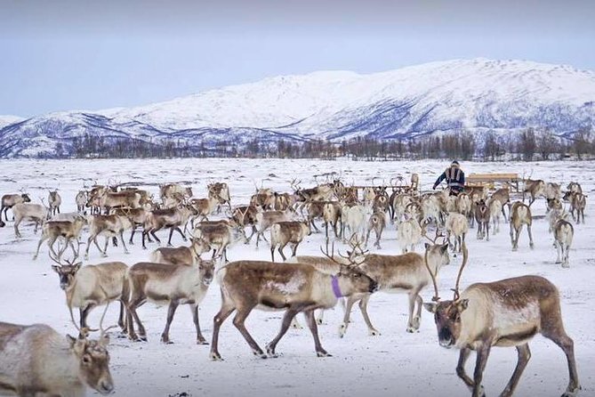 Sami Culture and Short Reindeer Sledding from Tromso - From Prostneset to the Sami Camp: The Ride Sets the Mood