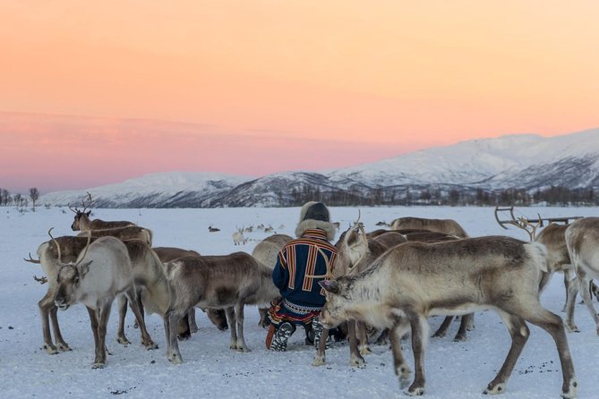 Sami Culture and Short Reindeer Sledding from Tromso - The Short Sleigh Ride: Worth It, and Also Time-Limited