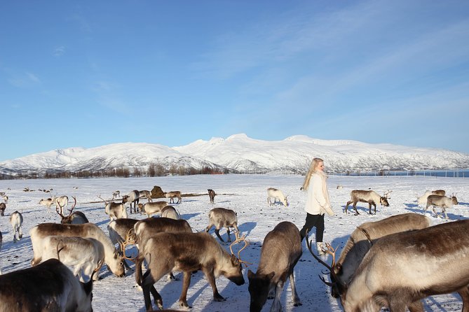 Sami Culture and Short Reindeer Sledding from Tromso - Sami Stories and Joik: What You’re Learning, Not Just Hearing