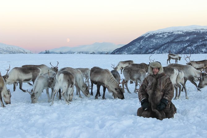 Sami Culture and Short Reindeer Sledding from Tromso - Timing, Group Size, and How to Make the Most of the 4 Hours