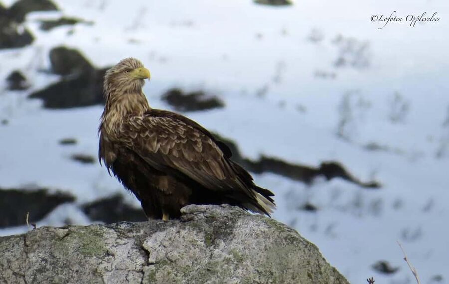 Sea Eagle/Nature Safari - Key things I’d anchor your expectations on