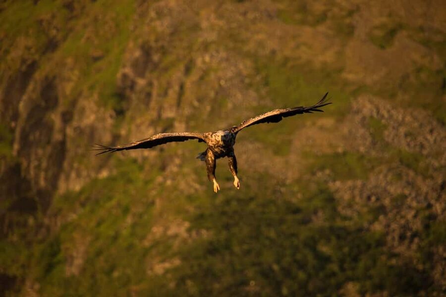 Sea Eagle/Nature Safari - Why Henningsvær is a standout Sea Eagle area in Lofoten
