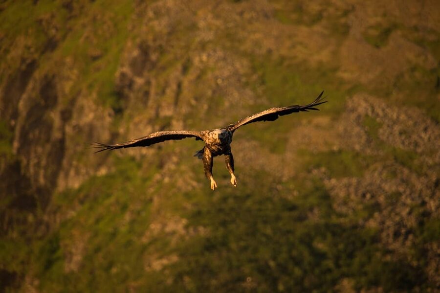 Sea Eagle/Nature Safari - How the day flows from Dreyers gate 15 to Henningsvær