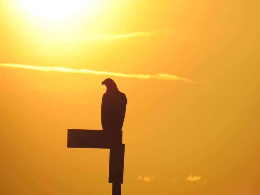 Sea Eagle/Nature Safari - Who should book this Sea Eagle and Nature Safari
