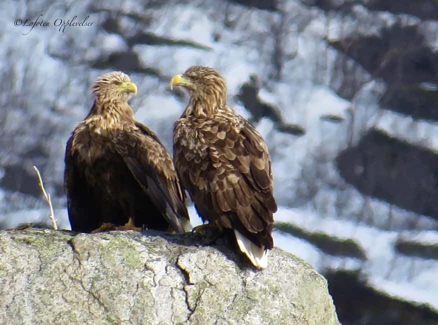 Sea Eagle/Nature Safari - The RIB boat experience: fast, close, and weather-dependent