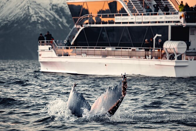 Silent Whale Watching by Hybrid-Electric Boat from Tromsø - Timing Tromsø Whales Right, Even in Polar-Night Months