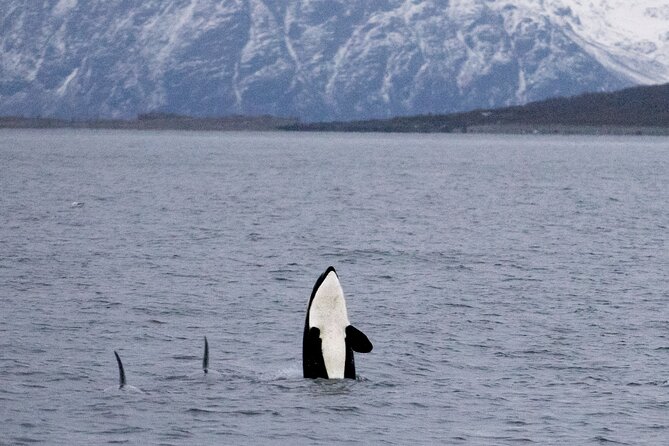 Silent Whale Watching by Hybrid-Electric Boat from Tromsø - Board Brim Explorer: A Quiet Boat With Real Comfort