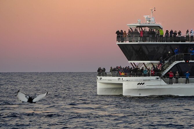 Silent Whale Watching by Hybrid-Electric Boat from Tromsø - Wi-Fi and Your Sanity on a Long Fjord Day