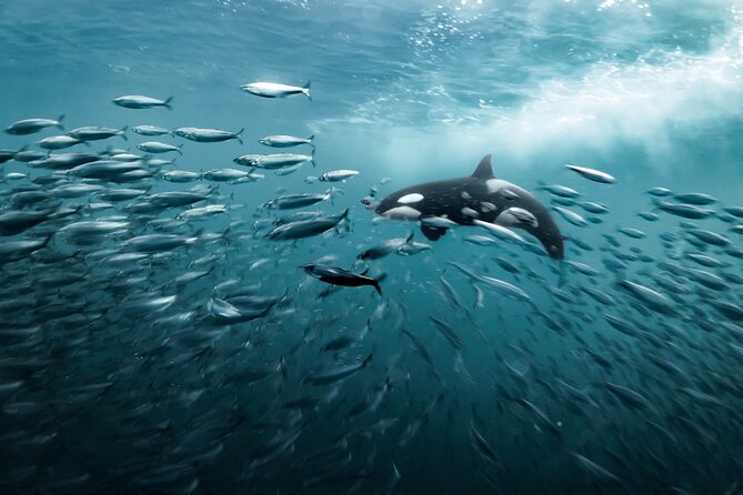 Silent Whale Watching by Hybrid-Electric Boat from Tromsø - Price and Value: About $215 for an Ethical Whale Chance