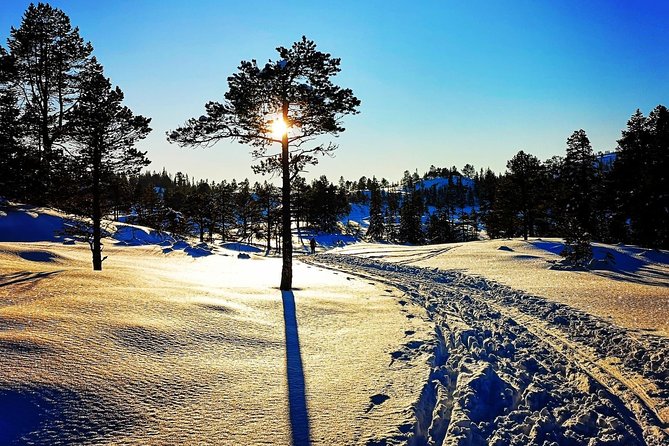 Skiing in winter wonderland - Riding Into the Forest: What the Route Feels Like