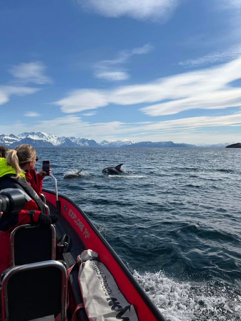 Skjervøy: Birds and Wildlife of Arctic Norway - Key highlights at a glance