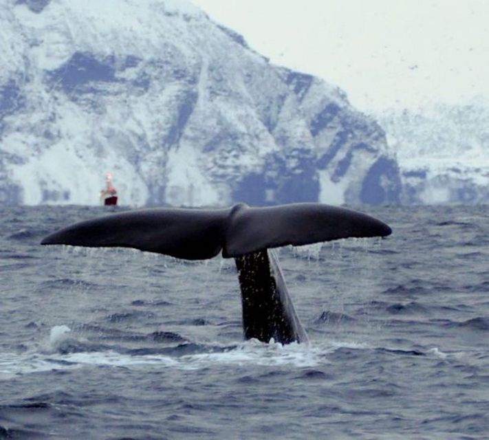 Skjervøy: Birds and Wildlife of Arctic Norway - Skjervøy RIB Cruise: Why This 3-Hour Trip Works