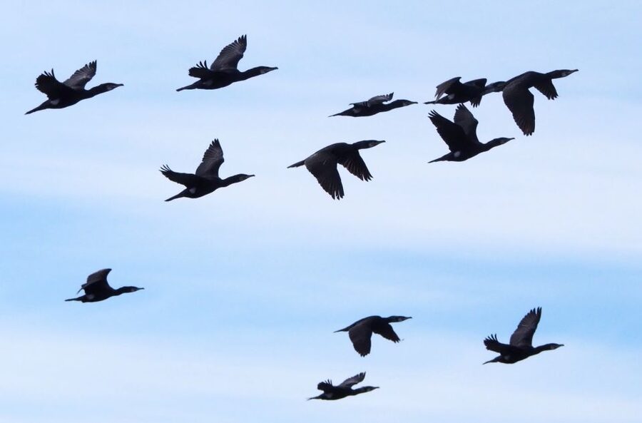 Skjervøy: Birds and Wildlife of Arctic Norway - Weather, Wildlife, and the Smart Way to Manage Expectations