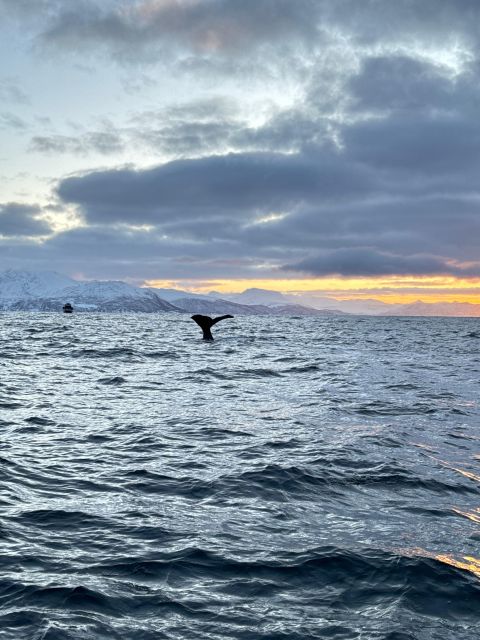 Skjervøy: Birds and Wildlife of Arctic Norway - Who Should Book This, and Who Should Skip It