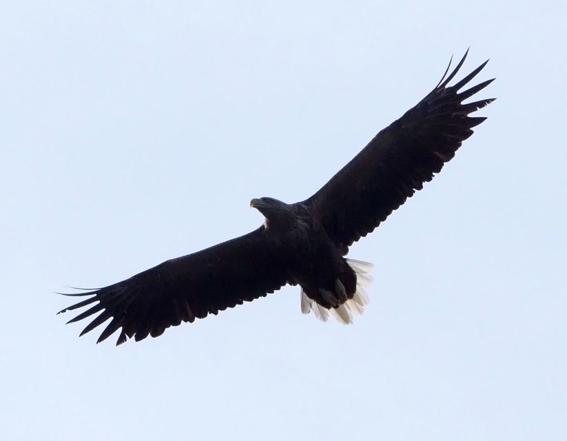 Skjervøy: Birds and Wildlife of Arctic Norway - Tips That Make the Most of Your Arctic Cruise