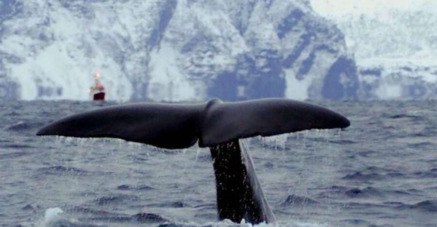 Skjervøy: Birds and Wildlife of Arctic Norway - Wildlife You Can Reasonably Expect (and Why Timing Changes Everything)