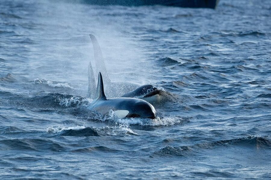 Skjervøy: Orca and Whale-Watching comfort heated Boat Trip - Using hydrophone and night vision camera without the gadget headache