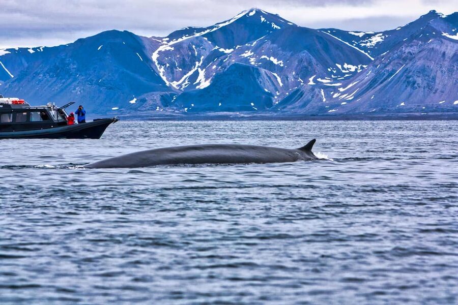 Skjervøy: Orca and Whale-Watching comfort heated Boat Trip - How the guides help you photograph smarter in the Arctic