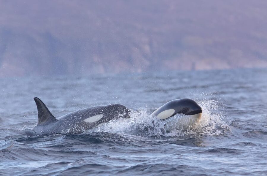 Skjervøy: Orca and Whale-Watching comfort heated Boat Trip - Logistics that affect your day more than you’d think