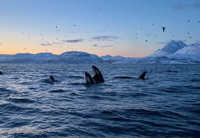 Skjervøy: Whale and Orca Watching Tour by RIB Boat - Skjervøy in winter: why this area works for whale watching