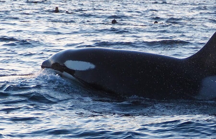 Skjervøy: Whale and Orca Watching Tour by RIB Boat - Who should book this RIB whale watching tour